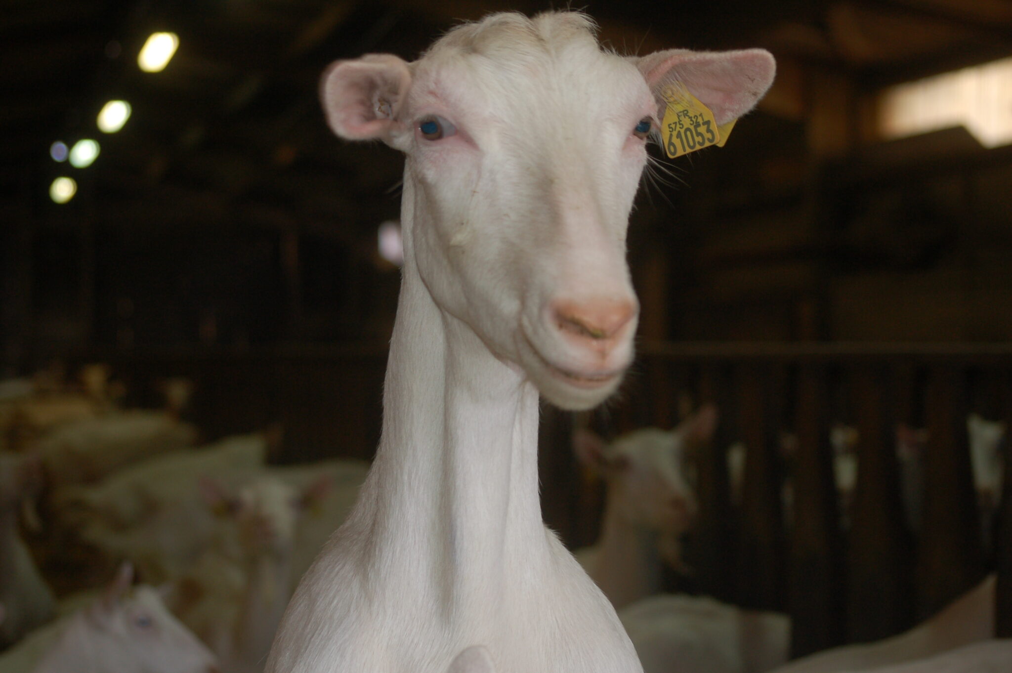 Une Chèvre Laitière A Produit 992 Kg De Lait En 2021 Élevages Caprins 2122