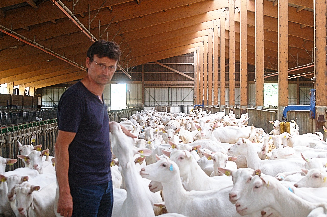 Tout savoir sur l'élevage de chèvres ou caprin - Le Mag Farmitoo